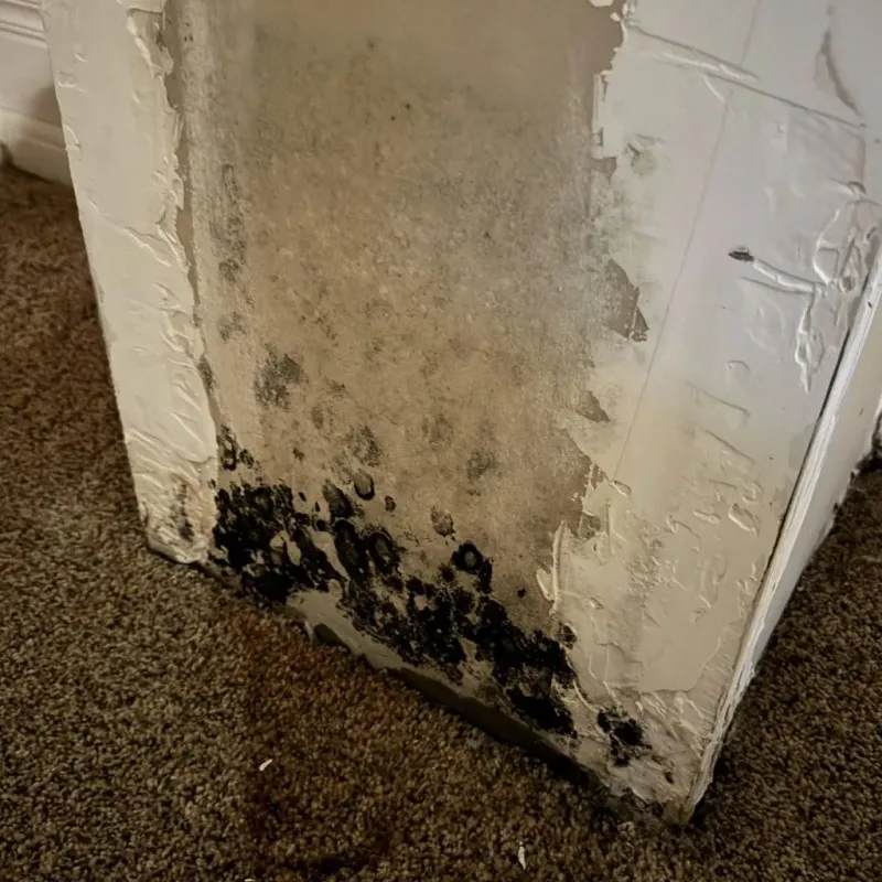 Professional Mold Removal in Ironton, OH